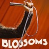 Blossoms